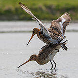 Black-tailed godwits